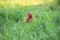 A hen roosts in the backyard sitting on eggs. Selective focus.