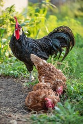 A rooster in the farmyard. Evening walk. Leads the hens on a walk. Selective focus.