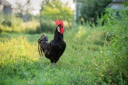 A rooster in the farmyard. Evening walk. Selective focus.