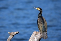 The great cormorant, known as the great black cormorant across the Northern Hemisphere