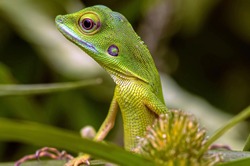 Bronchocela cristatella, also known as the green crested lizard, is a species of agamid lizard endemic to Southeast Asia