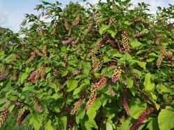 Phytolacca decandra,  indian pokeweed ripening black fruits on branches.