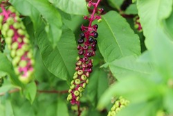 Phytolacca decandra, indian pokeweed ripening black fruits on branches.