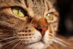 Cat close up portrait with macro on nose and whiskers. Brown tabby cat head close up at the sunlight. 