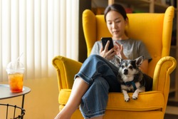 Woman sitting on yellow couch using cell phone with black chihua