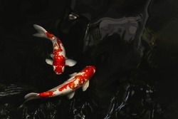Japan Koi fish swimming in a pond in black background.