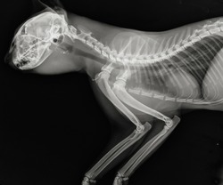 Cat thoracic radiography. Feline head neck and chest x ray.