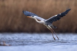Blue heron ardea cinerea take off flying from lake grey heron in natural habitat