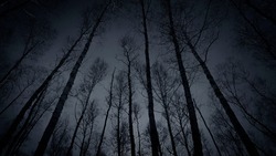 Dark forest. Night sky. Black silhouettes of tall trees. Horror mystical gothic nightmare spooky fear concept. Gloomy atmosphere. Paranormal supernatural surreal scenes. Copy space. Design.