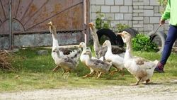 Domestic geese graze. Pets. Goose feathers. Geese on the street. A flock of white geese look in one direction. n