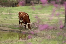 Texas longhorn cow grazing with spring blossoms in foreground
