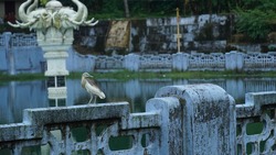 heron beak bird is sitting near elephant statue at Jagannatha temple Thalassery Kerala