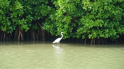 a white heron beak bird in front of a mangrove forest at Thalassery Kannur. Lakes and backwaters in Kerala India.