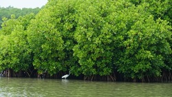 a white heron beak bird in front of a mangrove forest at Thalassery Kannur. Lakes and backwaters in Kerala India.