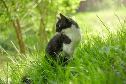 a black and white domestic cat is sitting in the garden in the green grass and turned back, a sunny summer day