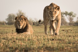 Low angle front shot of stalking lioness coming straight for the camera with male lion in the back