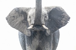Free standing full frontal close up portait of an elephant raising its trunk against white background