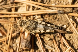 The brown grasshopper is almost invisible on the ground