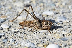 Jumping insect making chirping sounds. Gray grasshopper close-up on a background of sand and pebbles. The grasshopper is a close relative of the Desert Locust. Large grasshopper in its natural environ