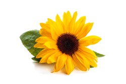 Sunflower  with leaves isolated on white background. 