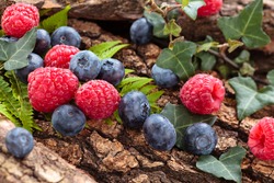 Blueberries and raspberries and forest plants. In forest environment.