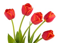Closeup shot of red tulips in bouquet. Isolated on white background.