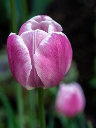 Pink tulip, with white veins on the petals, on a green plant background. Close-up. Natural background with tulip flower.