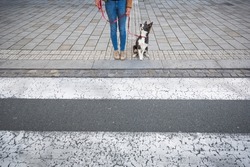 Young dog sits patiently before crossing the street with the owner. Border collie puppy training. 