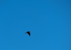 Black Cormorant flying in blue sky. The great cormorant, Phalacrocorax carbo, known as the great black cormorant, or the black shag. Copy Space.