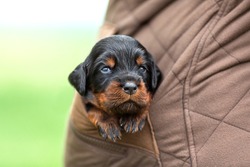 Scottish Setter Puppy Sits in His Pocket. High quality photo