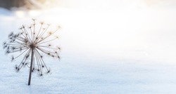 Blurred winter background, dry inflorescence of hogweed in the rays of the sun on a background of white snow. Banner