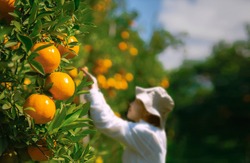 Farmer harvesting oranges in an orange tree field