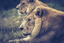 Lion and lioness laying in the African sun - safari adventure for the best wild animals in the world - artistic color grade