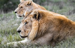 Lion and lioness laying in the African sun - safari adventure for the best wild animals in the world