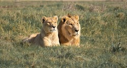 Lion and lioness couple laying in the African sun - safari adventure for the best wild animals in the world