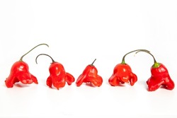 Red hot spicy chilli pepper Jamaican bell, Mad hatter or Bishop's crown isolated on a white background