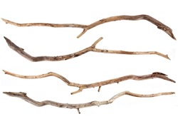 Set of four dry, aged drift wood branches isolated on a white background