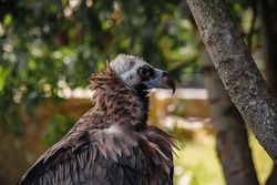 A big bird in the zoo. Photo of the vulture. animals in captivity.
