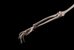 human forearm skeleton anatomy bone