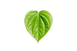 Betel leaf isolated on white background with clipping path