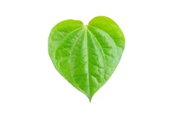 Betel leaf isolated on white background with clipping path