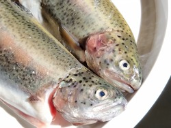 Two trout fish on a white plate. Fresh edible fish close-up. Shiny scales on the body, transparent eyes of the fish. High in omega-3 unsaturated fatty acids for a healthy diet. Mediterranean diet