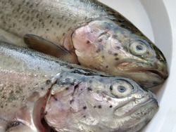 Two trout fish on a white plate. Fresh edible fish close-up. Shiny scales on the body, transparent eyes of the fish. High in omega-3 unsaturated fatty acids for a healthy diet. Mediterranean diet