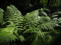 Fern-shaped plant in the forest. Beautiful graceful green leaves. Polypodiphyta, a department of vascular plants that includes modern ferns and ancient higher plants.