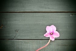 Pink cyclamen flower on black shabby wooden background. One flower with five petals, Stem without leaves. Copy space. Beautiful floral card with cyclamen. Rustic style, french provence. Vignetting