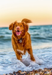 A photo of a dog playing in the water on the beach.
