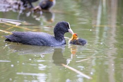 The fulica atra bird swims alongside its nestling in the pond. Green reeds are reflected in the water.