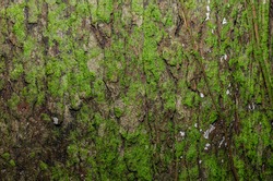 Moss on the bark of a tree. The texture of the tree bark. 