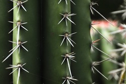 A green cactus close up with sharp white spikes in it and more cactus in the background in nature
