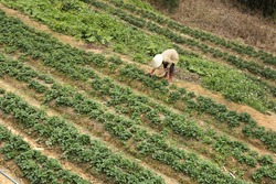 Strawberry garden from high angle. Farmer on harvesting strawberry in Dalat countryside